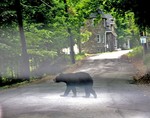 Bear on Duncan Avenue