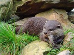 The River Otter
