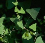 Watch out for this vine.