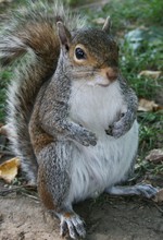 Learn about those Nutty Squirrels at the Hudson Highlands Nature Museum