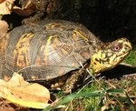 Meet a box turtle at the museum.