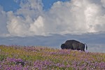 Bison in Blossoms.  Photo by Tom Doyle.