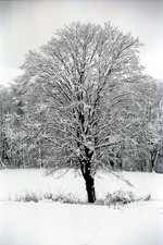 Winter Tree by Mary Ann G. Neuman
