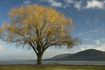 Winter Willow by Tom Doyle.