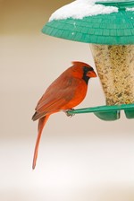 A cardinal at the bird feeder.