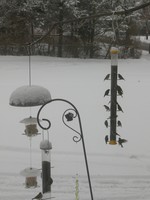 Birds in Snow.  Photo by Bob Langston.