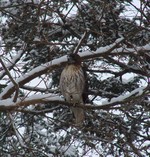 Red tail hawk in January.