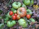 Green tomatoes can ripen inside