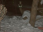 Deer at the bird feeder.  Photo by Bob Langston.