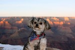 Abbey at the Grand Canyon.  Photo by Karen Schaack.