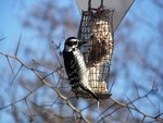 The hairy woodpecker has a meal.  Photo by Kenny Bates.