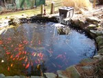 The fish pond.  Photo by Kenny Bates.