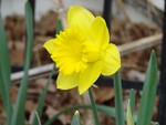 Daffodil photo by Nancy Peckenham.