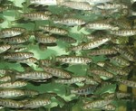 Trout Weekend at the Museum's Wildlife Education Center