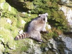 Rock Climbing by Dock Hill Road by Carol Loggia.