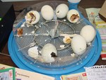 The eggs stayed warm in the incubator until the ducklings were ready to hatch.