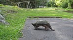 Village Snapping Turtle. Photo by Bill Braine.