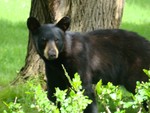 Black bear photos by Kristen Zaharek
