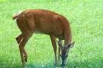 Deer grazing is a common sight in the area.
