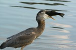 Heron at Ring's Pond.  Photo by Maureen Moore.