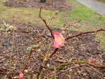 Flowering quince normally blooms in spring
