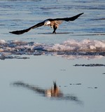 The eagle population in New York is growing.  Photo by Eric Shaw.
