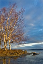 Birch Trees in Winter.  Photo by Tom Doyle.