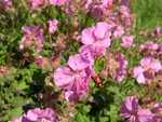 Learn how plants like the Cranesbill (pictured here) were used for gastrointestinal problems at the Hudson Highlands Nature Museum on Saturday, June 12 at 10 a.m. Photo by Judy Onufer.