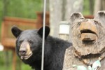 A bear sees itself in wood. Photo by Maureen Moore.