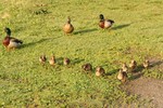 Ducklings photo by Maureen Moore.