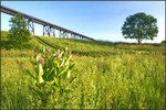 Trestle on a summer morning.  Photo by Tom Doyle.