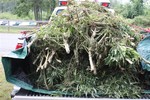 A police truck hauled away some of the 105 plants seized in fields off Route 9W.