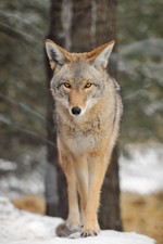 Do you know what kind of scat the coyote leaves behind? Find out at the Hudson Highlands Nature Museum on Sunday, January 13 at 10 a.m. Photo provided.