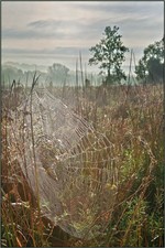Spider Meadow.  Photo by Tom Doyle.