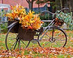 Join the Country Roads Fall Foliage Bike Tour on Saturday.