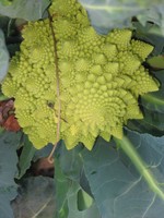 The spiral heads of broccoli romanesco