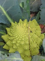 The spiral tips of broccoli romanesco