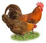 A village residents wants to raise a flock of chicken.