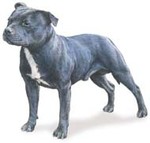 A Staffordshire bull terrier.
