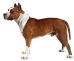 An American pit bull terrier.