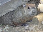 One of her groundhogs