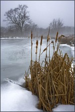 January Thaw.  Photo by Tom Doyle.