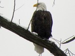 Eagle photo by Maureen Moore.