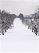 Winter Walk.  Photo by Mel Kleiman.