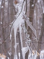 Ice on the tree branches.  Photo by Kathi Ellick.