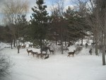 Deer in My Back Yard.  Photo by Carol Stein