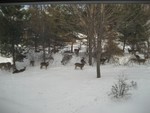 Deer in My Back Yard.  Photo by Carol Stein