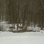 Coyote photos by Lynne Goldman