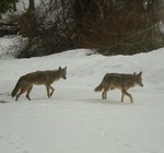 Coyote photos by Lynne Goldman