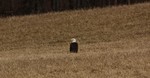 An eagle enjoying the sunshine in a nearby field.